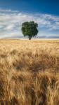 Lone Tree in Wheat Field