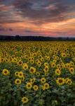 Sunflowers to the Sky