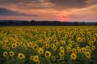 Taps over Sunflowers