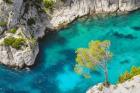 Tree on Turquoise Waters