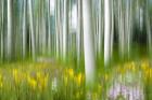 Aspens And Wildflowers