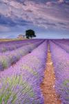 Rows Of Lavender