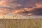 Beachgrass Sunrise