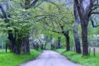 Cades Cove Lane