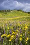 Hillside Bloom