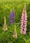 Lupine Family