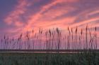 Marsh Reeds