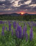 Moody Sunrise over Lupine Field