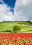 Tuscan Poppies - Vertical