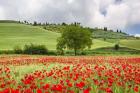 Tuscan Poppies