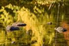 Reflection On Saco River