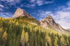 Larch On A Slope