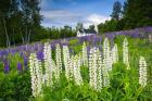 Lupines At Sugar Hill