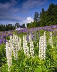 White Lupines At Sugar Hill