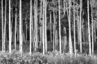 Colorado Aspen BW