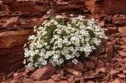 Daisies of the Desert