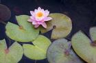 Pink Water Lily