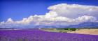 Cloud Bank Over Lavender - Panorama