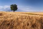 Lone Tree In Wheat Field