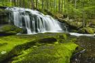 Spring At Tucker Brook