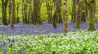 Bluebells and Garlic