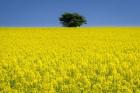 Lone Tree in Rape Field