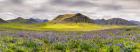 Lupines and Mountains - Panorama
