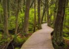 Boardwalk in Cedar