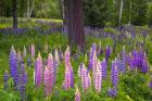 Lupines and Trees