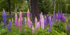 Spring in the White Mountains