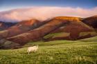 Lone Sheep on Latrigg Fell