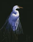 Common Egret In Breeding Plumage