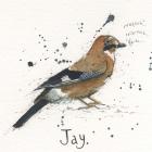 Jay