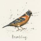 Brambling