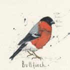 Bull Finch