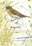 Willow Warbler Postcard