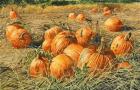 Pumpkin Harvest