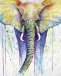 Elephant Colors