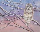 Snowy Barred Owl