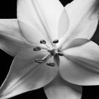 White Lily