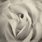 White Rose