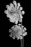 Queen Anne Lace