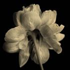 Flower Sepia