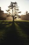 Tree and Light