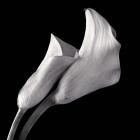 Calla Lilies