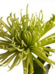 Green Chrysanthemum 1