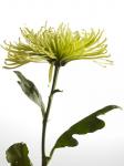 Green Chrysanthemum 2