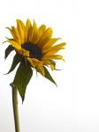 Sunflower 1