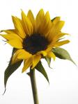 Sunflower 2