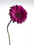 Pink Gerbera 1